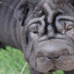 Chinese Shar-Pei from Princess Buttercup pups