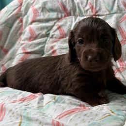 Roxy - Chocolate female Dachshund puppy in Lincoln, Arkansas from Red Dirt Dachshunds
