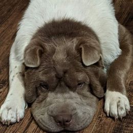 Bo - Chinese Shar-Pei