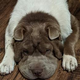 Bo - Chinese Shar-Pei