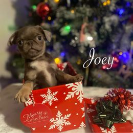 Joey - Silver male Pug puppy in Onalaska, Washington from Cupid’s Pugs