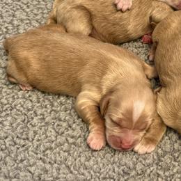 Boy 5 - male Australian Labradoodle puppy in Roseville, California from Darby Park Doodles