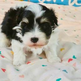 Benz - Black and white male Havanese puppy in Hawthorne, Florida from Havanese Acres