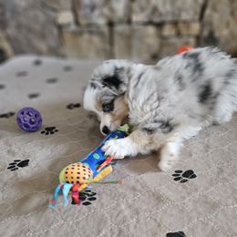 Toy Australian Shepherd Puppies from Reflections of Star Crest Kennel