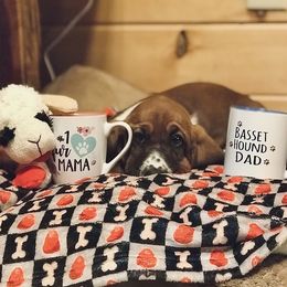 Basset Hounds from Twin Farms Basset Hounds