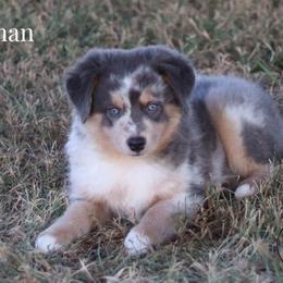 Roman - Blue merle male Miniature Australian Shepherd puppy in Garden Plain, Kansas from Krazy K Aussies
