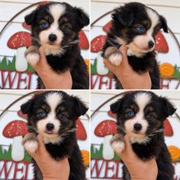 Luna - Black tri female Miniature Australian Shepherd puppy in Buchanan, Georgia from Stanleyville Farm Mini Aussies