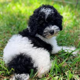Jesse - Parti female Poodle puppy in Liberty, Texas from Poodles and Doodles Most Excellent Adventures