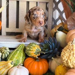 Tie - Dapple male Dachshund puppy in Wills Point, Texas from Duck Creek Farm