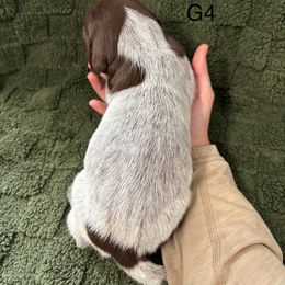 German Shorthaired Pointer Puppies from Golden pointers