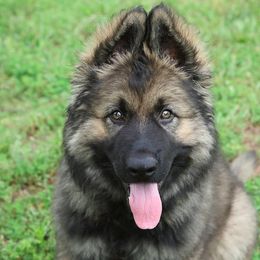 German Shepherd Puppies from Century Farms