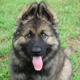 German Shepherd Puppies from Century Farms