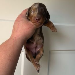 Stinkbug - Chocolate and tan male Dachshund puppy in Lebanon, Tennessee from Thomas Homestead and Rabbitry
