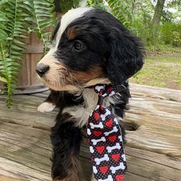 Shaggy - Tri-color male Bernedoodle puppy in Camden, North Carolina from Oopsie Doodles of NC