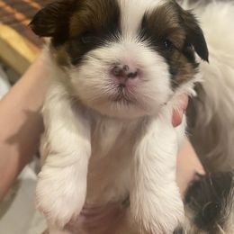 Boy 1 - Liver and white Shih Tzu puppy in Mountain View, Arkansas from Shih Tzu Mountain Breeders