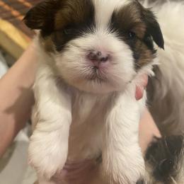 Boy 1 - Liver and white Shih Tzu puppy in Mountain View, Arkansas from Shih Tzu Mountain Breeders