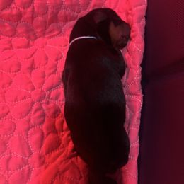 Light Blue Collar (F) - Black and rust female Rottweiler puppy in San Antonio, Texas from VHWilliamsRottweilers