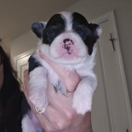 Boy 3 - Black and white male Chihuahua puppy in Lugoff, South Carolina from Cutie Pie Chihuahua's