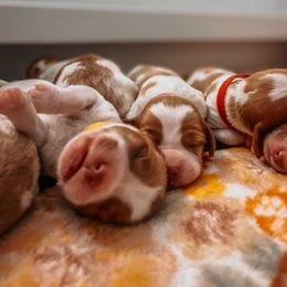Brittany Puppies from Sincerely, Bird Dogs