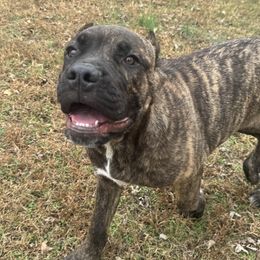 Bridle Male - Chestnut brindle male Cane Corso puppy in Snellville, Georgia from A Really Good Kennel