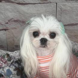 Yana - Maltese