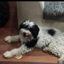 Sonny - Bernedoodle