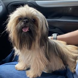 Country Rose - Shih Tzu