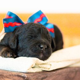 Bernedoodle, Cavapoo, and Poodle Puppies from Positively Doodles