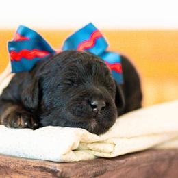 Bernedoodle, Cavapoo, and Poodle Puppies from Positively Doodles