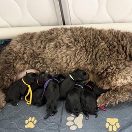 Purple - Black female Schnoodle puppy in Saint Augustine, Florida from Gunnie Luv, LLC