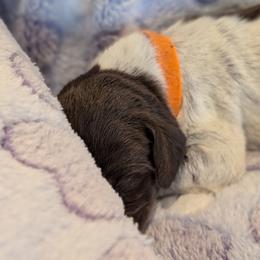 German Shorthaired Pointer Puppies from Hanaway GSPs