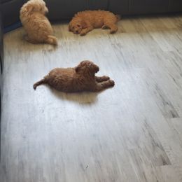 Goldendoodle Puppies from Brulee Doodles