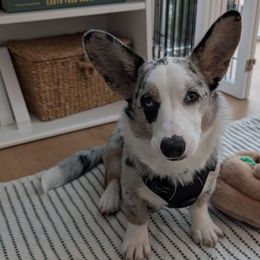 Cardigan Welsh Corgis from White Paws Cardigan Corgis