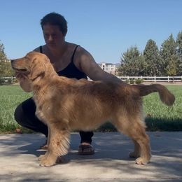 Bryn - Golden Retriever