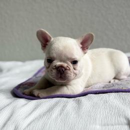 Sir Benedict - White male French Bulldog puppy in Conroe, Texas from Haynes French Bulldogs
