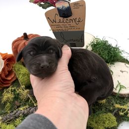 Summit - Chocolate male Labradoodle puppy in Wasilla, Alaska from Northern Lights Labradoodles