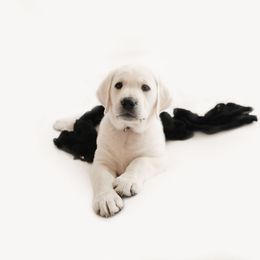 Boy 3 - Yellow Labrador Retriever puppy in Braselton, Georgia from Cedar Creek Labradors