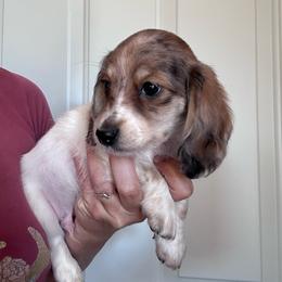 Boy 3 - Piebald male Dachshund puppy in Cheyenne, Wyoming from Great Basin Hounds