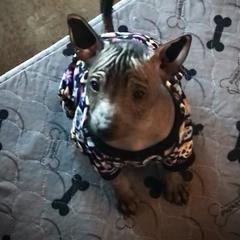 Xoloitzcuintli Puppies from Vineyardview Toy Xoloitzcuintle