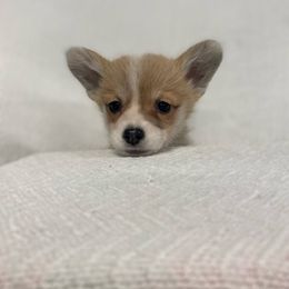 Prairie Dawn - Red Pembroke Welsh Corgi puppy in Urbana, Ohio from Edgewood Farm and Kennel