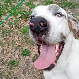 Great Danes from Bells Great Danes