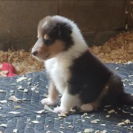 Ned - Black white and tan male Collie puppy in Salineville, Ohio from Aryggeth Collies