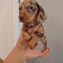 Female pink - Dapple female Dachshund puppy in Hesperia, California from VOM HAUSE Imperial