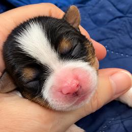 Eve - Our Little Beginning (2600) - Black tan and white female Biewer Terrier puppy in Sanford, Florida from Biewer Terriers of Florida Dawn