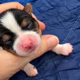 Eve - Our Little Beginning (2600) - Black tan and white female Biewer Terrier puppy in Sanford, Florida from Biewer Terriers of Florida Dawn