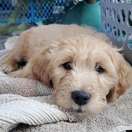 Goldendoodle Puppies from Music City Goldendoodles