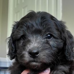 Boy 2 - Black Schnoodle puppy in Leitchfield, Kentucky from Eveleigh Acres Puppies