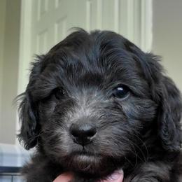 Boy 2 - Black Schnoodle puppy in Leitchfield, Kentucky from Eveleigh Acres Puppies