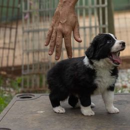 Boy 2 - Black Border Collie puppy in Gaffney, South Carolina from On the Lamb