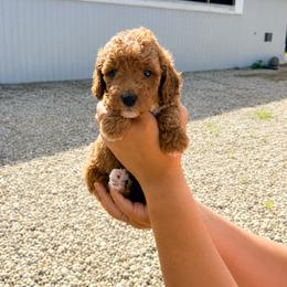 Aussiedoodle, Cavapoo, Goldendoodle, and Newfypoo Puppies from Haaspawz